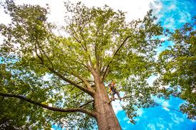 Reliable Bluffton, IN Tree Services Solutions