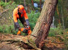 Best Tree Preservation Services  in Bluffton, IN