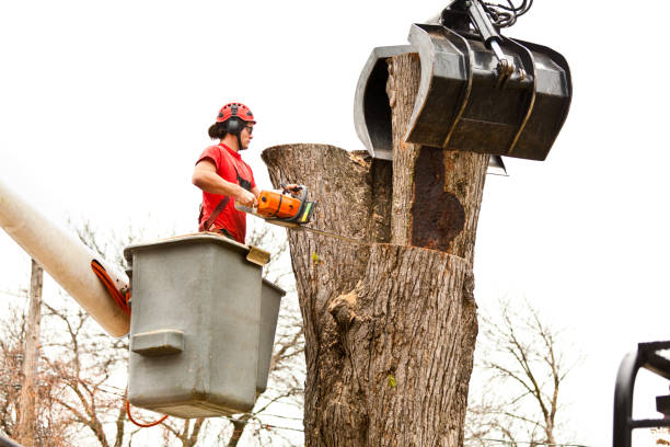 Best Tree Risk Assessment  in Bluffton, IN